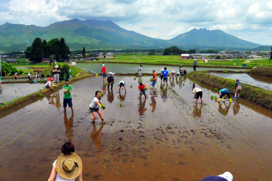 水田オーナー制度